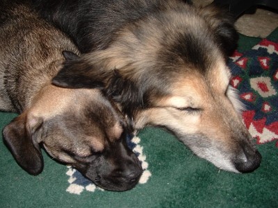Elphie taking a nap with Morgan