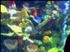 They built a Rainforest Cafe at Caeser's.  A beautiful aquarium frames the restaurant entrance; this is one tank.  Notice the 